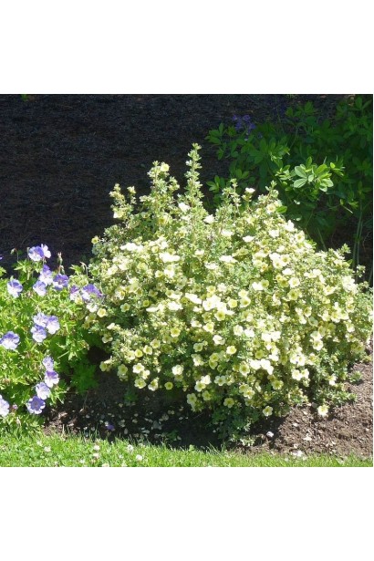 Перстач чагарниковий Прімроуз Б’юті 